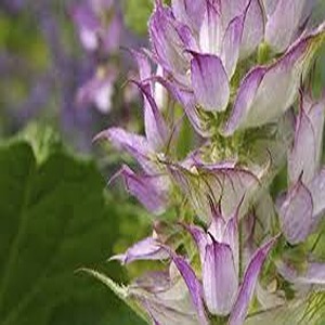 Clary Sage
